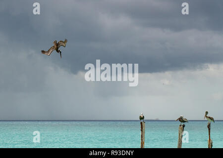 - Pelican Pélican brun Pelecanus occidentalis pêche plongée / / Pelecanidae d'oiseaux d'eau w/ grand bec à Aruba / île des Caraïbes - oiseaux de mer Banque D'Images