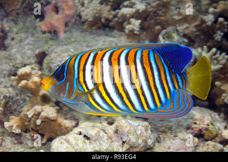 Pygoplites diacanthus Regal, poissons-anges, natation sur barrière de corail. Aussi connu sous le nom de Royal Angelfish. Uepi, Îles Salomon. Mer, Océan Pacifique Salomon Banque D'Images