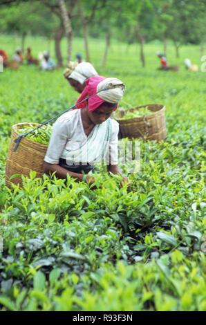 Les femmes qui travaillent dans les champs, Darjeeling, West Bengal, India Banque D'Images