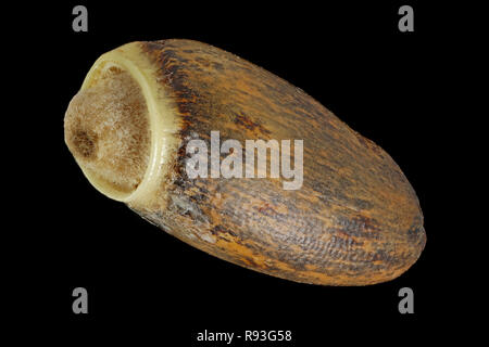Le chardon marie, Silybum marianum, Mariendistel, seeds, Close up, la taille des graines de 6 à 8 mm Banque D'Images