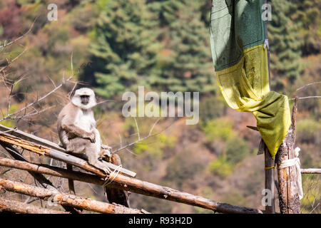 Langurs Hanuman langurs gris ou dans l'Himalaya au Népal Banque D'Images