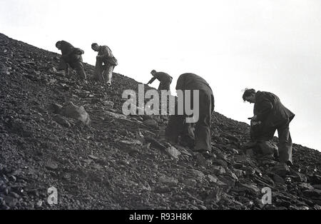 Milieu des années 1940, les travailleurs des mines au chômage avec sacs, sur une colline à l'extérieur de Merthyr Tydfil, à la recherche d'œuvres de charbon entre les roches et le gravier et déchets sur un terril minier, dans le sud du Pays de Galles, Royaume-Uni. Banque D'Images