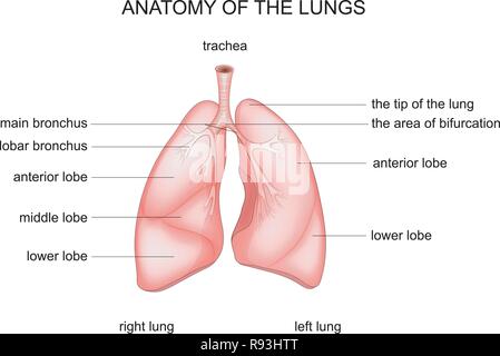 Vector illustration de la structure anatomique des poumons Illustration de Vecteur