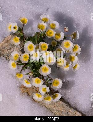 Glacier Crowfoot (Ranunculus glacialis), qui fleurit dans la neige, Diavolezza, Alpes orientales, Engadine, Suisse Banque D'Images