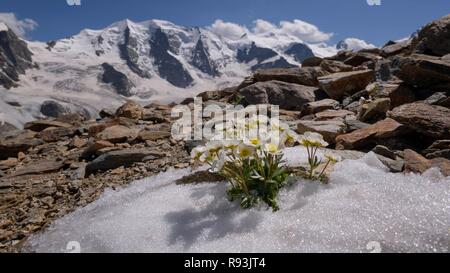 Glacier Crowfoot (Ranunculus glacialis), qui fleurit dans snowfield, retour Piz Palü, Bellavista, Diavolezza, Alpes orientales, Engadine Banque D'Images