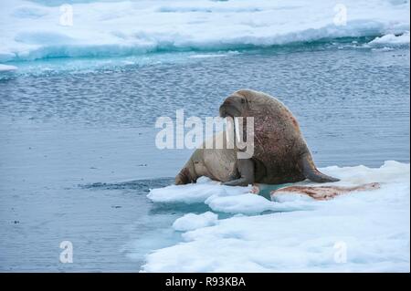 Le morse (Odobenus rosmarus), Torellneset, île de l'archipel de Svalbard, Norvège, Europe Banque D'Images