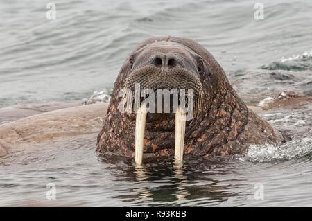 Le morse (Odobenus rosmarus), Torellneset, île de l'archipel de Svalbard, Norvège, Europe Banque D'Images