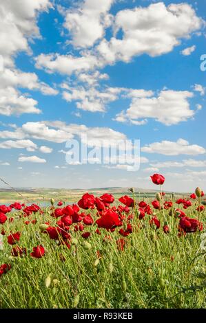 Champ de coquelicots (Papaver sp.), la Province d'Adiyaman, est de la Turquie, Turquie Banque D'Images