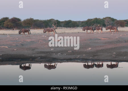 Wilderbeest, Gnu Banque D'Images