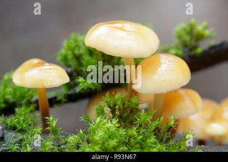 Enokitake, Colybie a, également appelé futu, fruits de mer, champignons champignons d'hiver, hiver, champignon pied velouté, tige ou tige velours velours Banque D'Images