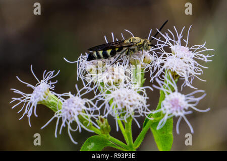 Feather-legged Scolid Campsomeris plumipes (WASP) Le Mistflower Conoclinium coelestinum (bleu) à High Ridge Scrub Natural Area, Boynton Beach, FL, US Banque D'Images
