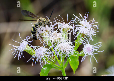 Feather-legged Scolid Campsomeris plumipes (WASP) Le Mistflower Conoclinium coelestinum (bleu) à High Ridge Scrub Natural Area, Boynton Beach, FL, US Banque D'Images