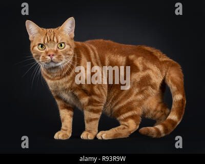 Adorable jeune rouge adultes American Shorthair tabby cat, du côté. En regardant avec les yeux jaune/vert. Isolé sur un fond noir. Banque D'Images