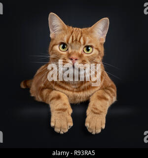 Adorable jeune rouge adultes American Shorthair tabby cat, fixant avec pattes avant qui pèsent sur edge. En regardant avec les yeux jaune/vert. Isolat Banque D'Images