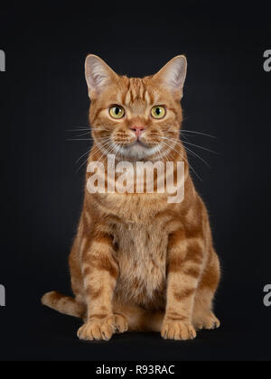 Adorable jeune rouge adultes American Shorthair tabby cat, assis bien droit. En regardant avec les yeux jaune/vert. Isolé sur un fond noir. Banque D'Images