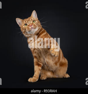 Adorable jeune rouge adultes American Shorthair tabby cat, assis /jouant avec une patte en l'air. Jusqu'à la jaune / vert avec les yeux. isolé sur un bl Banque D'Images