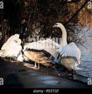Les cygnes au sanctuaire Swan sur la rive de la rivière Severn à Worcester, Royaume-Uni Banque D'Images