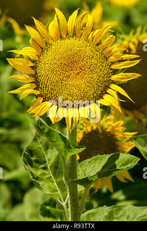 Gloire - fleurs de Tournesol jaune vif se dresse parmi ses voisins. Yolo County, Californie, USA Banque D'Images