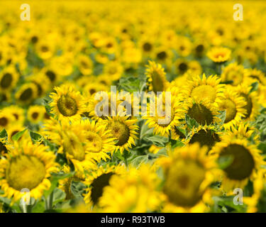 Sunny Disposition - champ de tournesol s'allume jaune heureux aussi loin que l'oeil peut voir. Yolo County, Californie, USA Banque D'Images