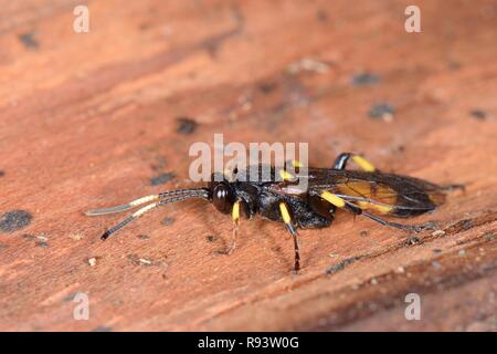 Guêpe femelle mouche Ichneumon stramentor mouche ichneumon) (trouvé dans un tas de journal où il a été prolongée), Wiltshire, Royaume-Uni, le jardin de janvier. Banque D'Images