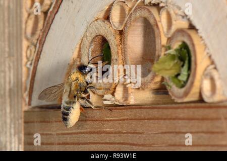 Rose / découpeuse-cutter bee (Megachile willughbiella) atterrit à son nid dans un hôtel d'insectes à disposition avec le pollen transporté sur son abdomen poilu. Banque D'Images