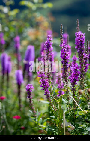 Naturel pittoresques en plein air close up image floral d'un domaine de la salicaire pris dans un jardin un jour d'été avec des arrière-plan flou Banque D'Images