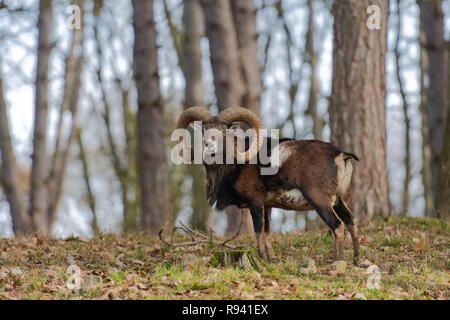 Mouflon européen dans la forêt Banque D'Images