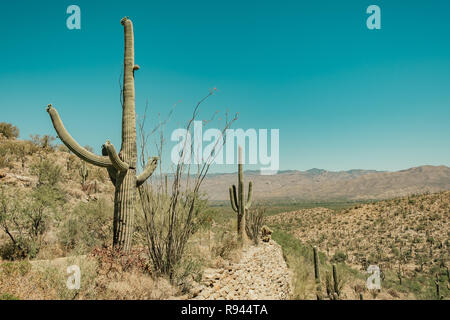 Saguaro Cactus dans le désert de Sonora dans Saguaro National Park à Tuscon, Arizona, USA Banque D'Images