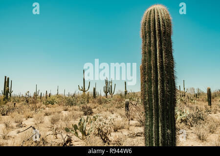 Une variété d'espèces de cactus, Cholla cactus, cactus, Saguaro Cactus dans le désert de Sonora dans Saguaro National Park à Tuscon, Arizona, USA Banque D'Images