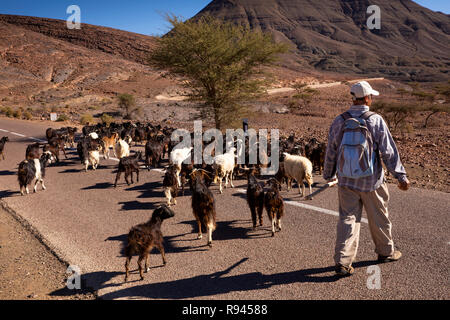 Le Maroc, Ouarzazate, Shepherd guider troupeau de chèvres sur la route vers Merzouga Banque D'Images