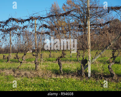 Vue sur les collines du Roero en Piémont célèbre pour leurs vignobles pour Barbera, Barolo, Nebbiolo et vin Dolcetto Banque D'Images