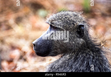 Le babouin, savane (Papio cynocephalus ursinus), Kruger National Park, Mpumalanga, Afrique du Sud, l'Afrique Banque D'Images