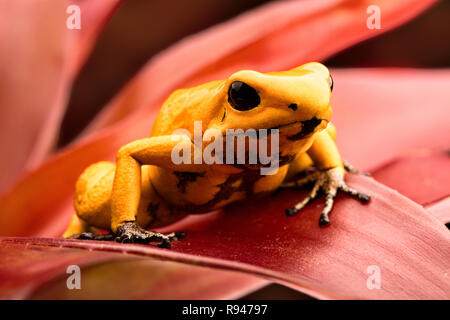 Poison vénéneux Phyllobates terribilis, grenouille flèche. Fropoison animal mortel dart frog, Phyllobates terribilis. La plupart des grenouilles vénéneuses de l'Amazon ra Banque D'Images