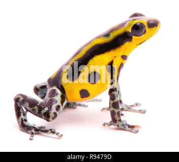 Poison dart frog, un amphibain avec jaune vibrant. La forêt tropicale, des animaux venimeux Oophaga pumilio frog isolé sur un fond blanc. Banque D'Images