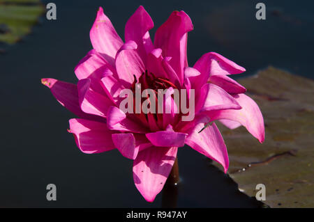 Nénuphar rose colorés isolé appelé aussi fleur de lotus flotter au-dessus du lac Banque D'Images