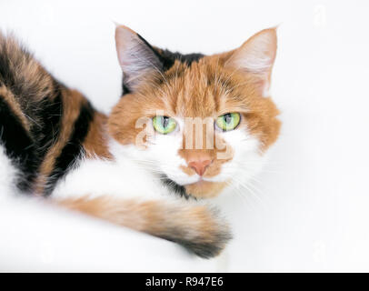 Un domestique shorthair calico cat avec brillants yeux verts Banque D'Images