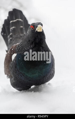 Auerhahn, Tetrao urogallus, homme grand tétras des armoises en bois Banque D'Images