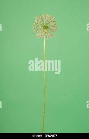 Fleur d'Allium isolé sur fond vert Banque D'Images