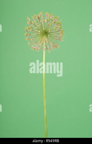 Fleur d'Allium isolé sur fond vert Banque D'Images