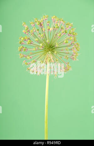 Fleur d'Allium isolé sur fond vert Banque D'Images