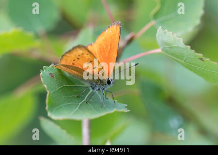 Dukaten-Feuerfalter Maennchen Lycaena virgaureae, homme, Cuivre Rare Banque D'Images
