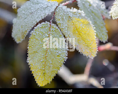 Premier gel, givre sur l'herbe, givre sur les feuilles, le gel sur les plantes Banque D'Images