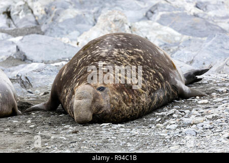 L'éléphant mâle seal sur Fortuna Bay, la Géorgie du Sud, l'Antarctique Banque D'Images