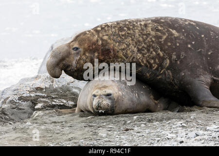 L'éléphant mâle seal s'accouple avec la femelle sur Fortuna Bay, la Géorgie du Sud, l'Antarctique Banque D'Images