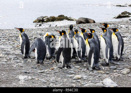 Un groupe de manchots royaux sont debout ensemble sur une plage de galets sur Fortuna Bay, la Géorgie du Sud, l'Antarctique Banque D'Images