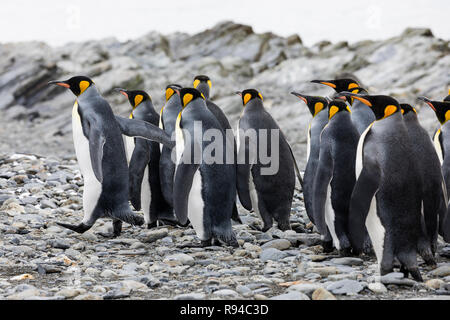 Un groupe de manchots royaux sont debout ensemble sur une plage de galets sur Fortuna Bay, la Géorgie du Sud, l'Antarctique Banque D'Images