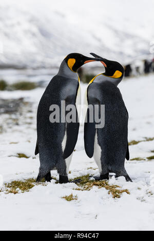 Dans l'amour d'un couple de pingouins roi tendresse échanges sur Fortuna Bay, la Géorgie du Sud, l'Antarctique Banque D'Images