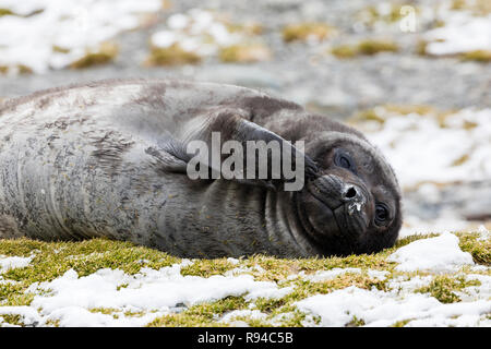 Un mignon jeune l'éléphant se gratte son visage sur Fortuna Bay, la Géorgie du Sud, l'Antarctique Banque D'Images