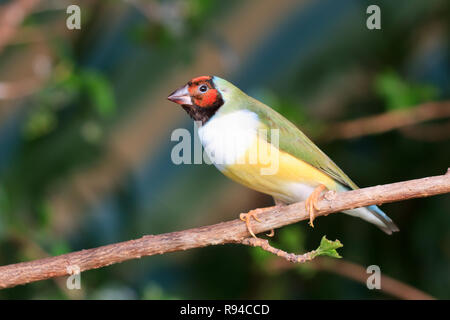 Les roselins assis sur une branche dans la forêt Banque D'Images