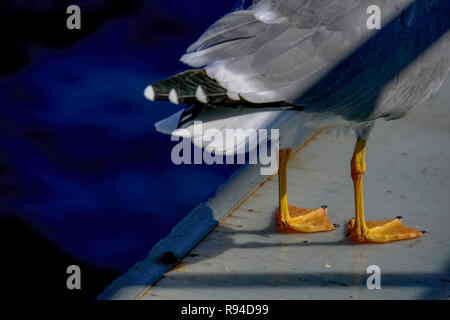 De près de l'orange pieds d'une mouette. Photographié en Grèce en octobre Banque D'Images